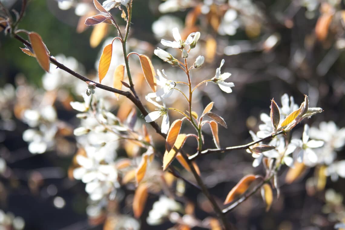 Felsenbirne (Amelanchier) blüht