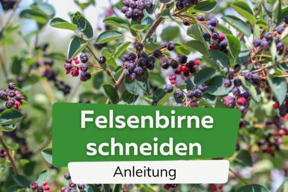 Felsenbirne schneiden Anleitung Titel