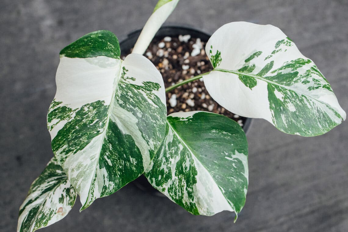 Fensterblatt (Monstera deliciosa albo variegata)