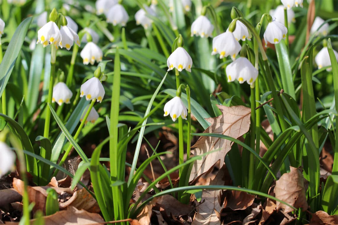 Frühlingsknotenblume (Leucojum vernum)