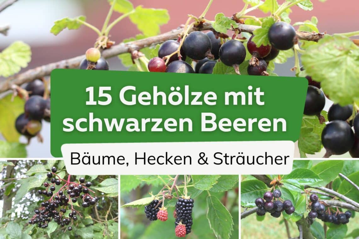 Bäume, Hecken und Sträucher mit schwarzen Beeren