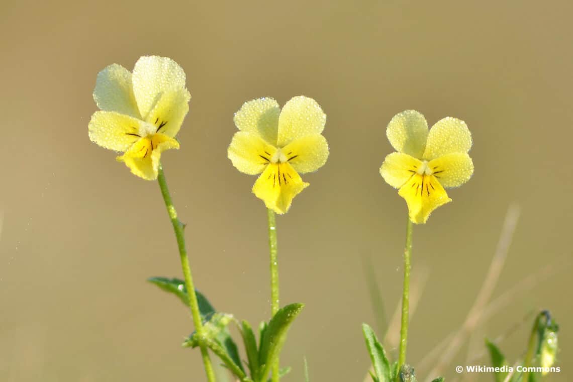 Gelbes Galmei-Veilchen (Viola calaminaria)