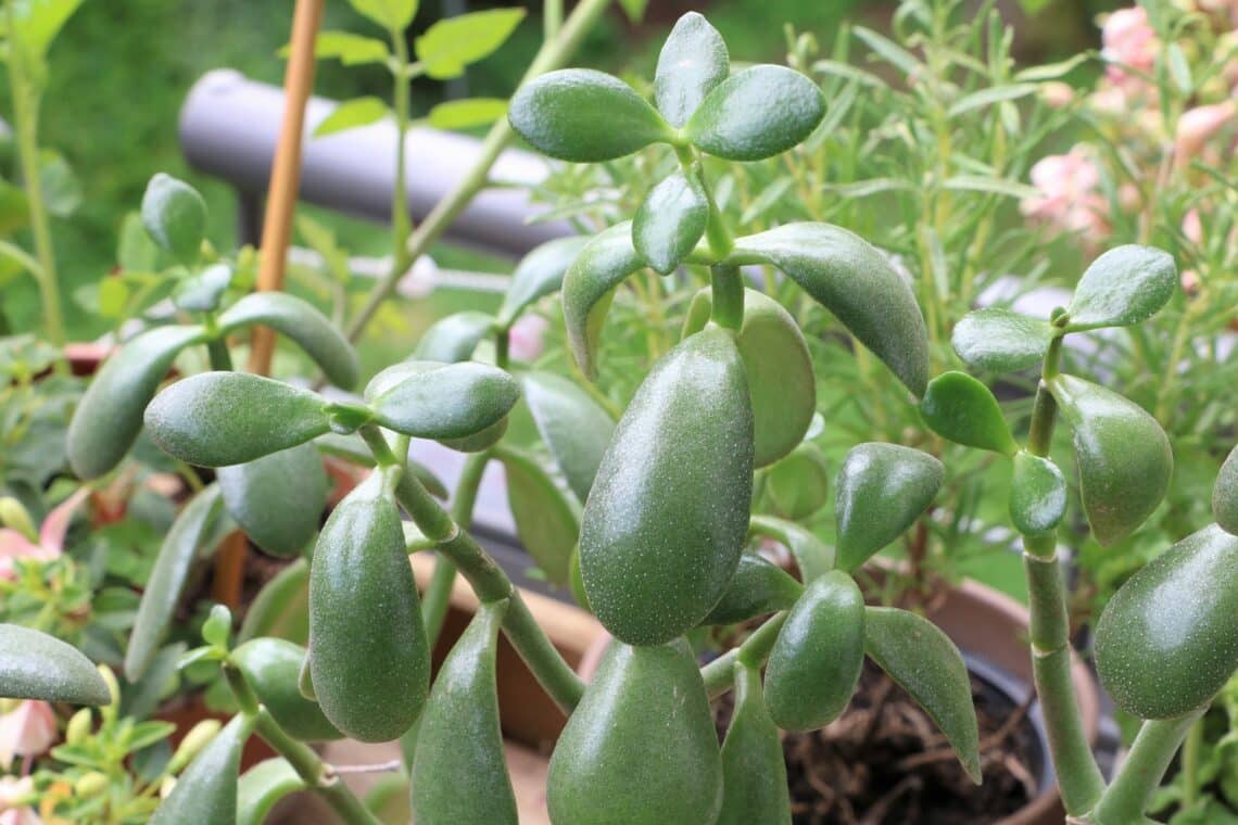 Geldbaum (Crassula ovata) auf dem Balkon