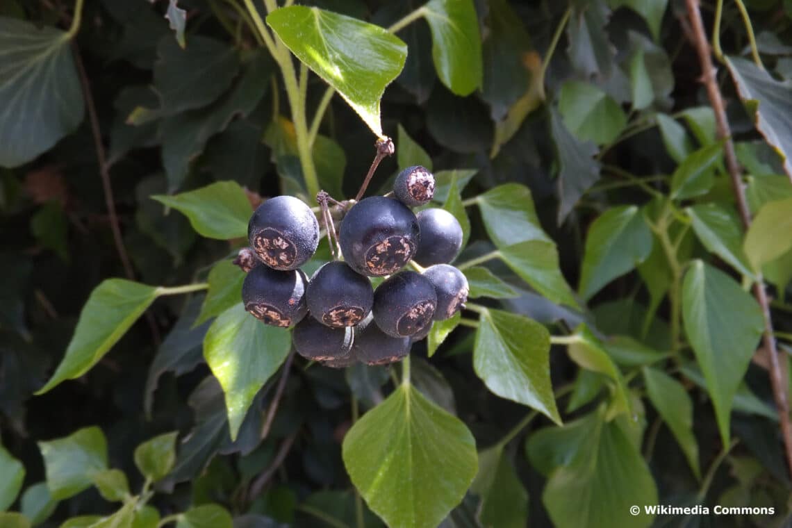 Gemeiner Efeu (Hedera helix) Beeren