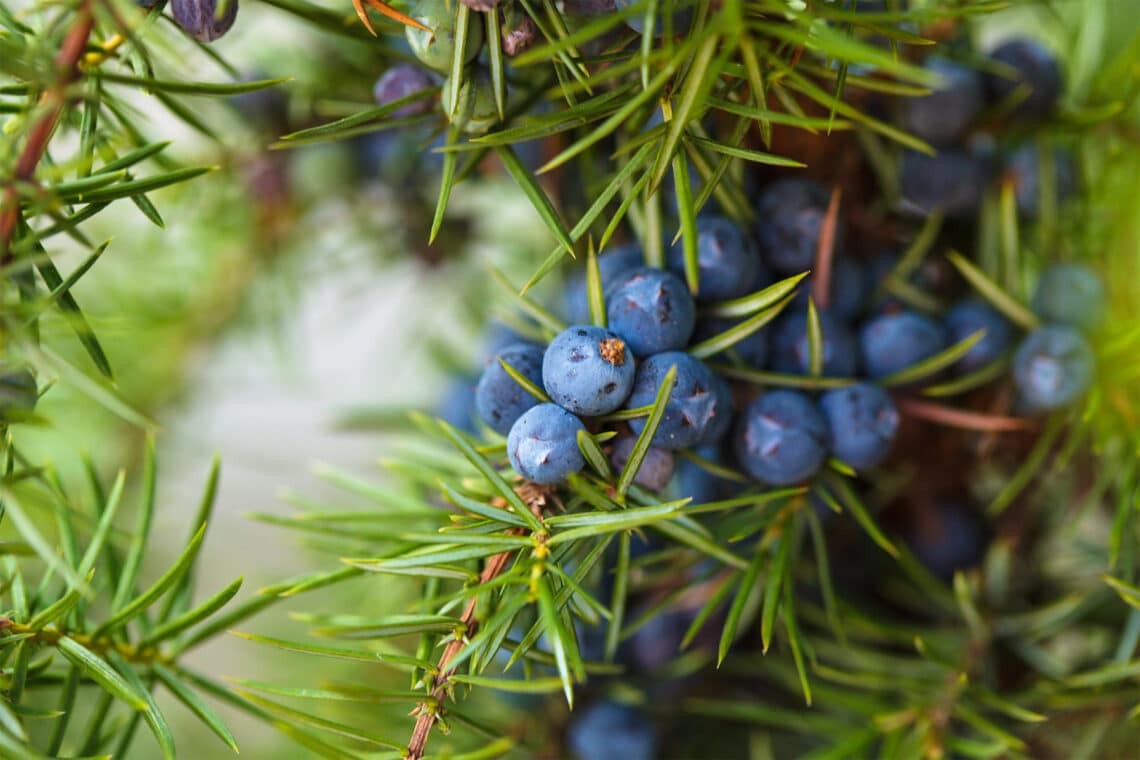 Gemeiner Wacholder (Juniperus communis)