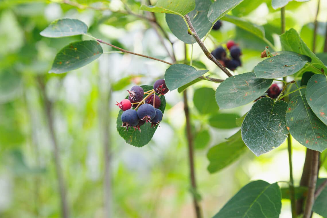 Gewöhnliche Felsenbirne (Amelanchier ovalis)