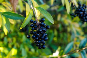 Gewöhnlicher Liguster (Ligustrum vulgare)