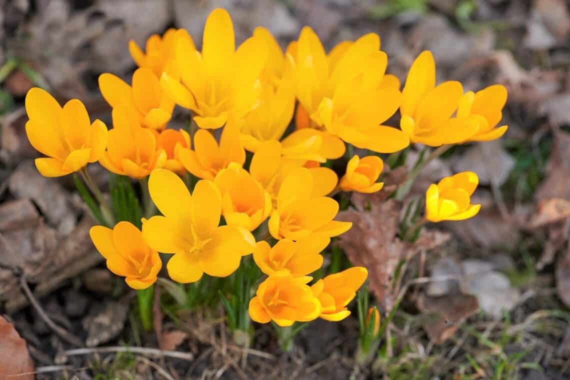 Gold-Krokus (Crocus flavus)