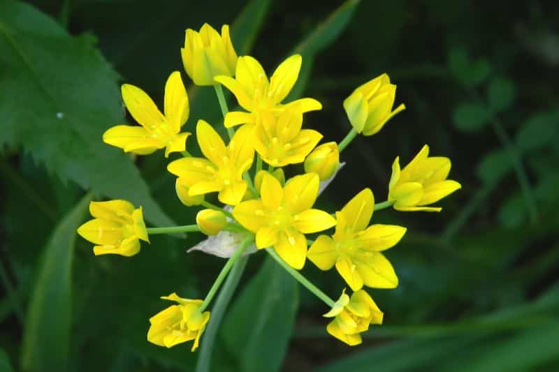 Gold-Lauch (Allium moly)