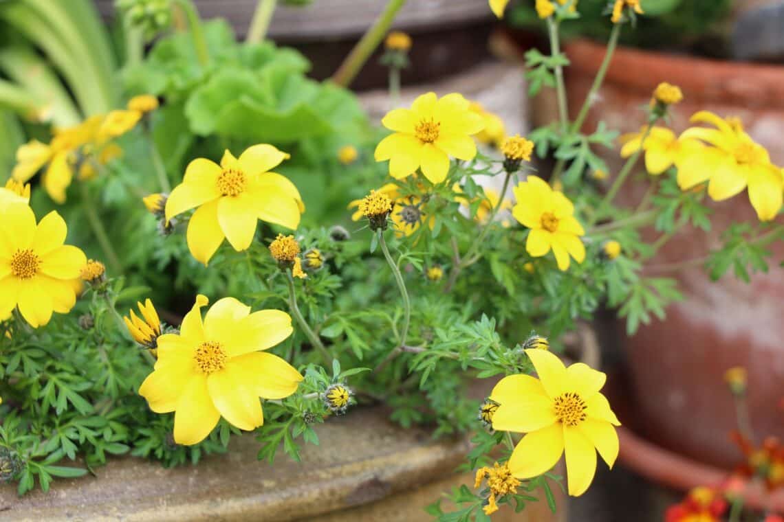 Goldmarie (Bidens ferulifolia)