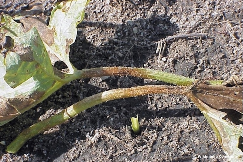 Gummistängelkrankheit (Didymella bryoniae) an Wassermelone