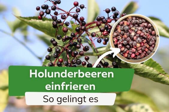 Holunderbeeren einfrieren - so gelingt es