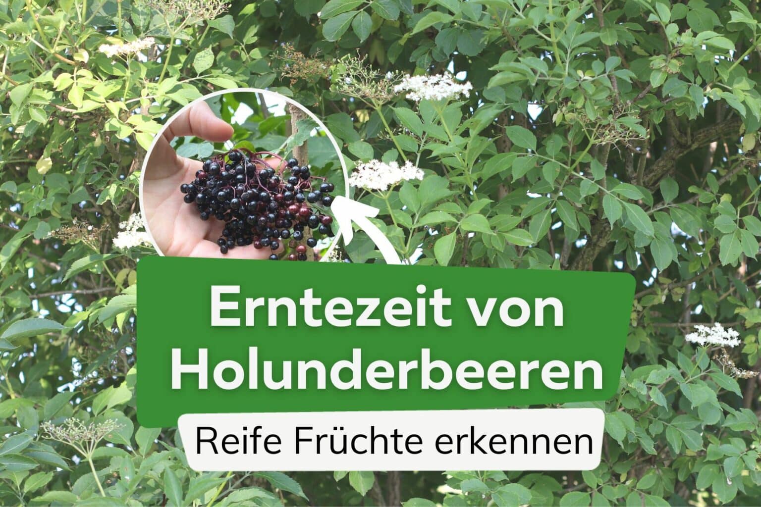 Faszinierend Holunderbeeren Wann Ernten Ebenbild