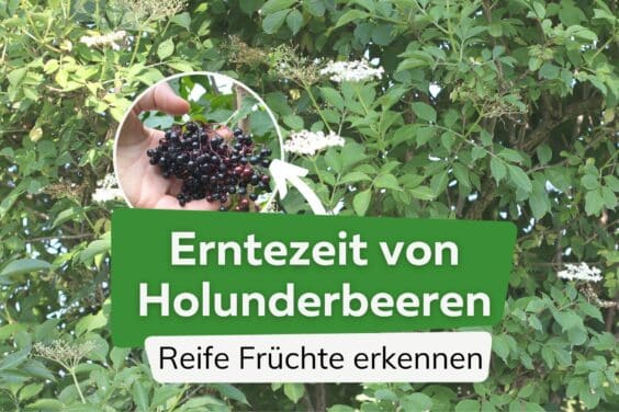 Erntezeit von Holunderbeeren