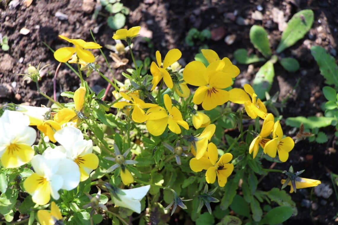 Hornveilchen (Viola cornuta)