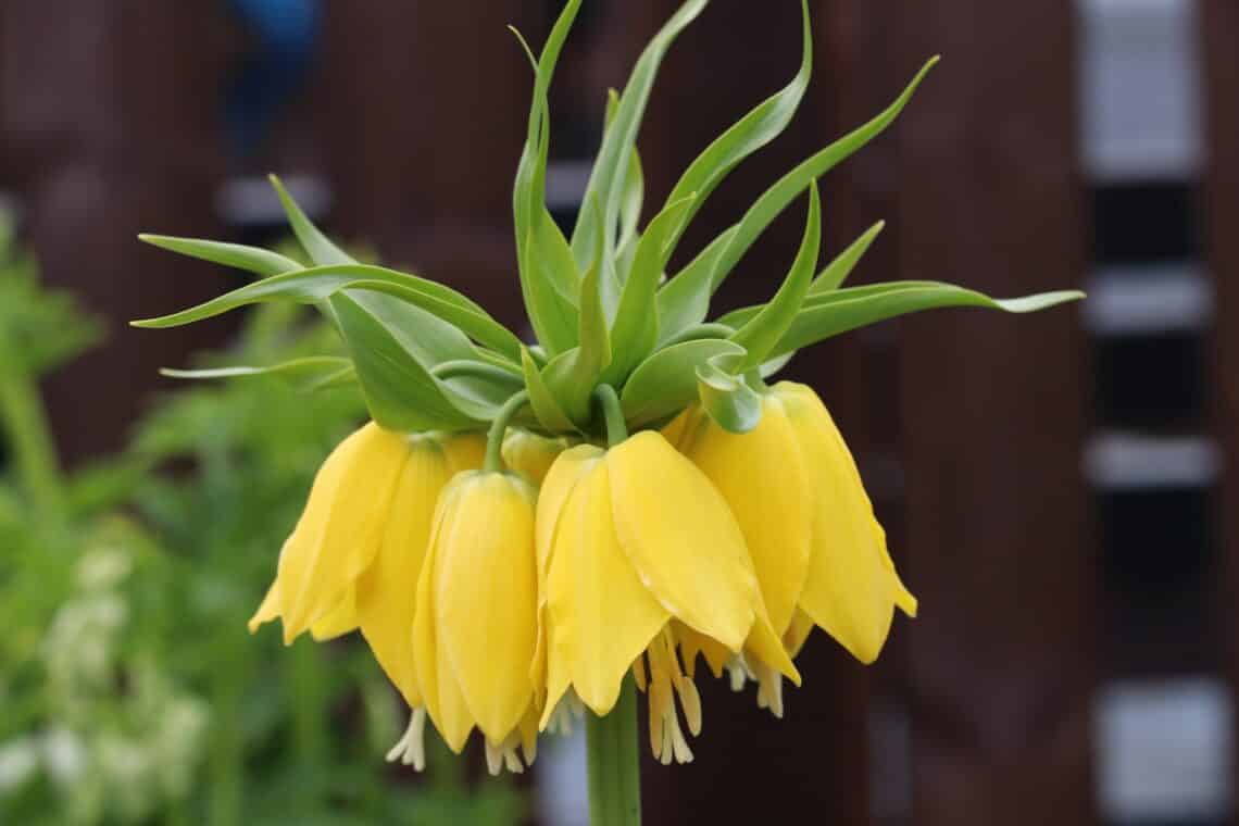 Kaiserkrone (Fritillaria imperialis)