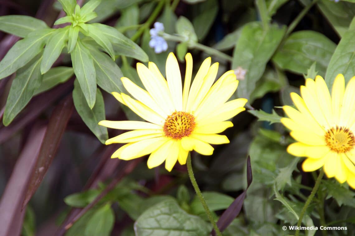 Kapkörbchen (Osteospermum 'Pure Yellow')