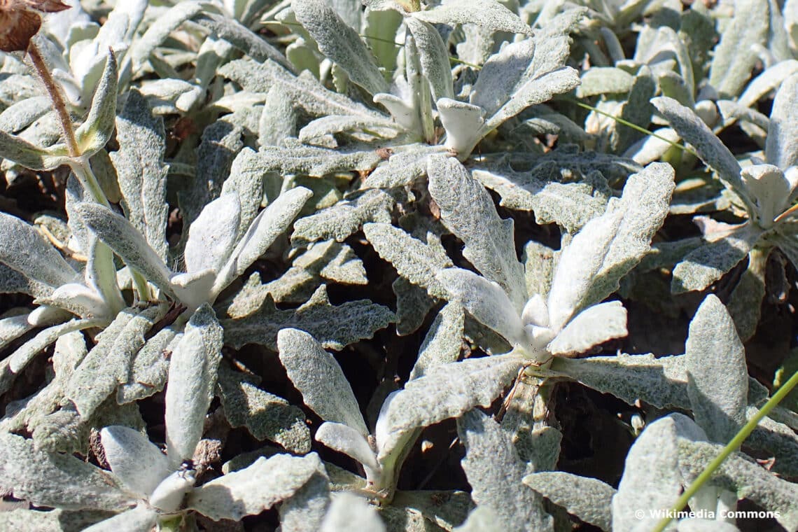 Kaukasus-Salbei (Salvia canescens var. daghestanica)