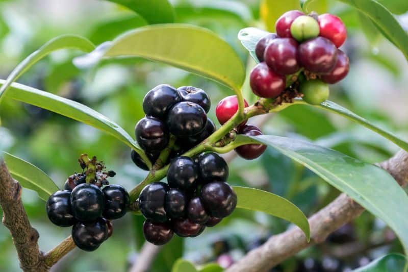 Beeren an Kirschlorbeer (Prunus laurocerasus)