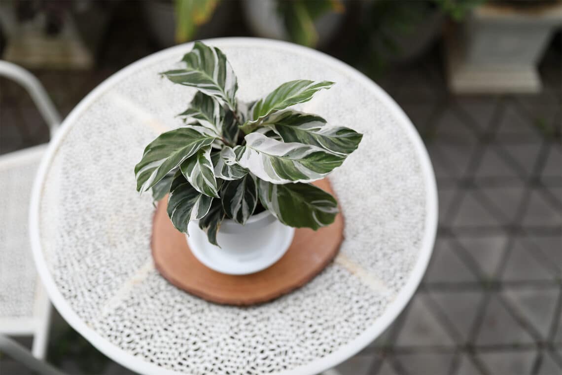 Korbmarante (Calathea white fusion)