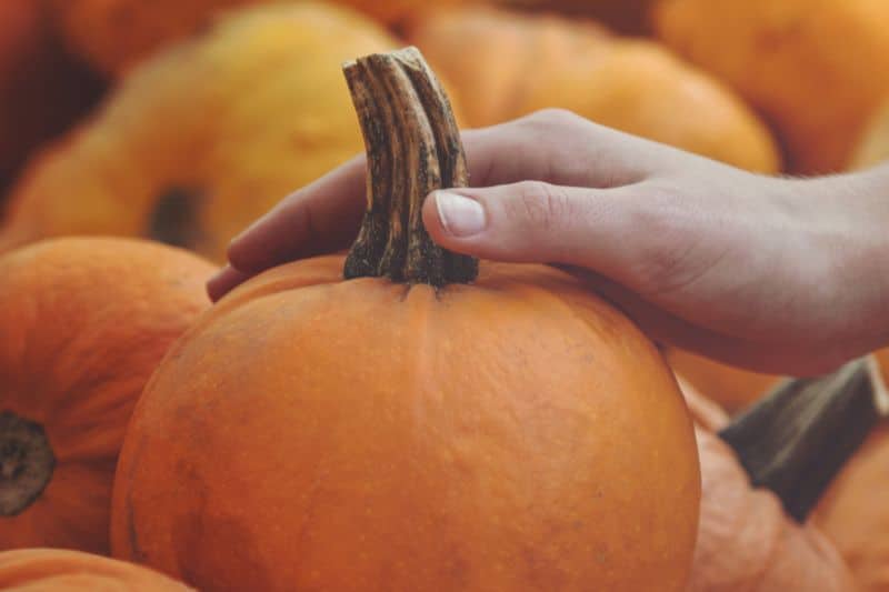 Hand hält Kürbis am Fruchtstiel