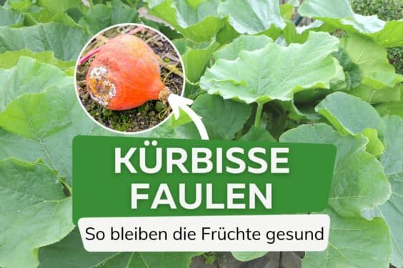 Kürbis-Früchte faulen