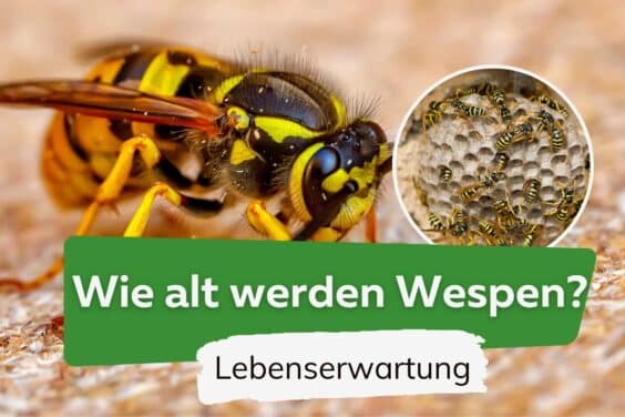 Lebensdauer von Wespen