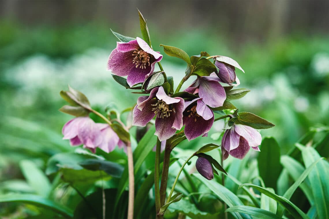 Lenzrose (Helleborus)