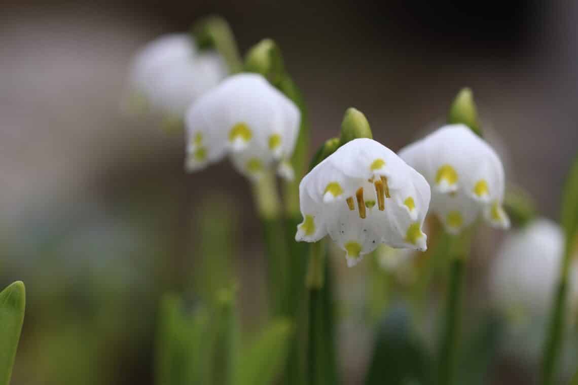 Frühlingsknotenblume/Märzenbecher (Leucojum vernum)