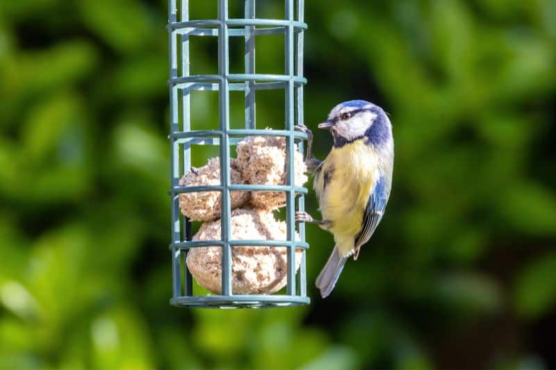 Blaumeise hängt an Vogelfutterspender