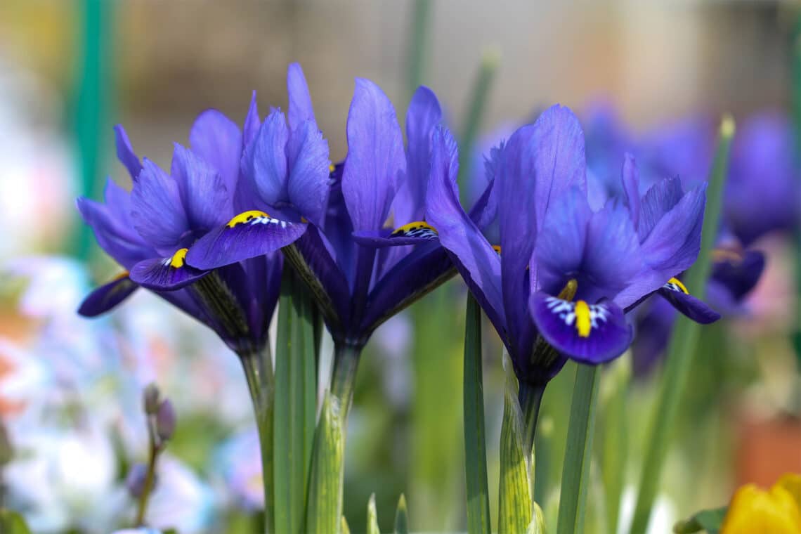 Netz-Schwertlilie (Iris reticulata)