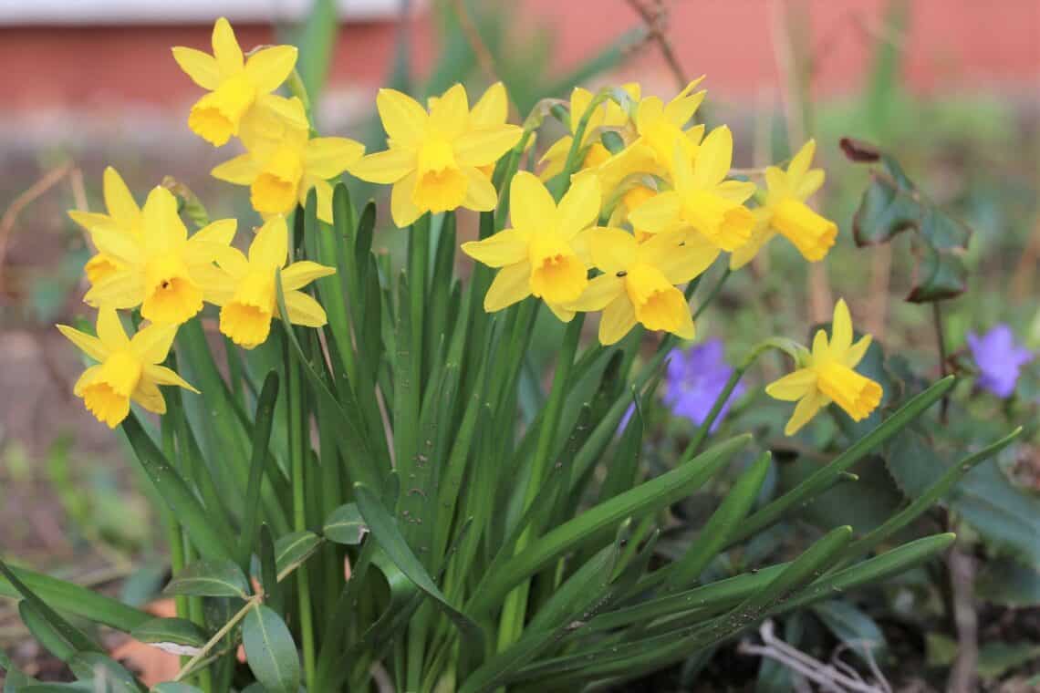 Osterglocken (Narcissus pseudonarcissus)