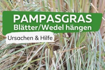 Blätter am Pampasgras hängen