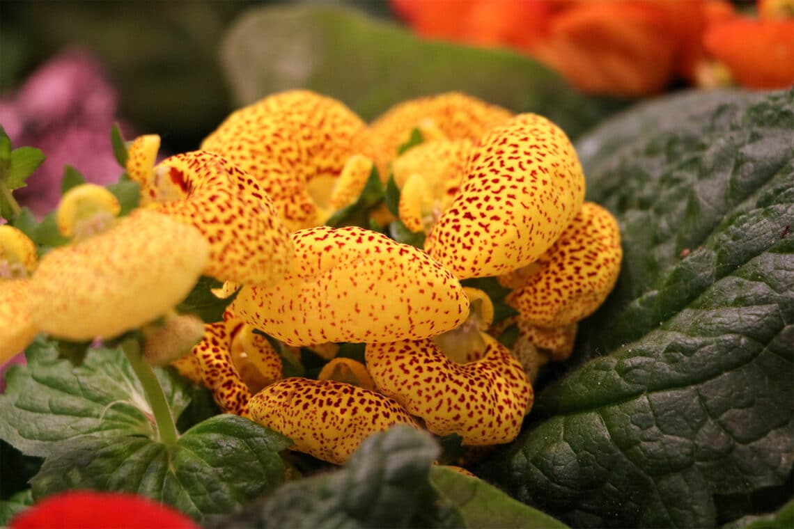 Pantoffelblume (Calceolaria)