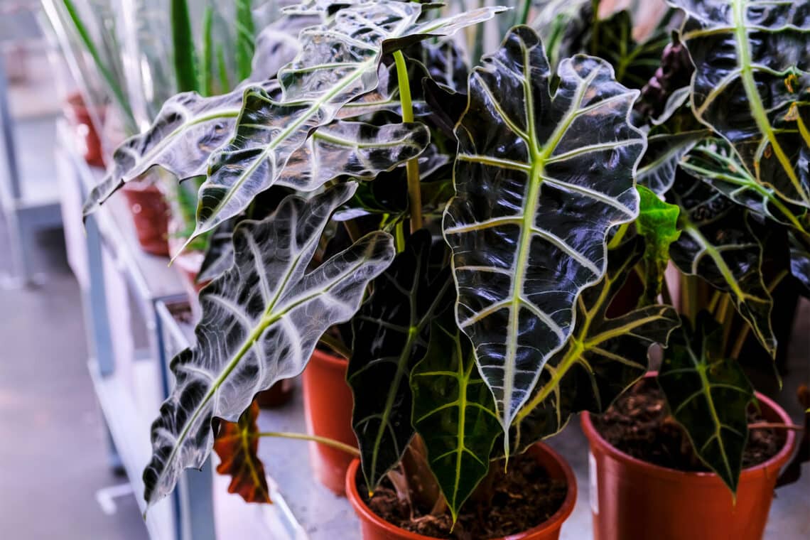 Pfeilblatt (Alocasia amazonica polly)