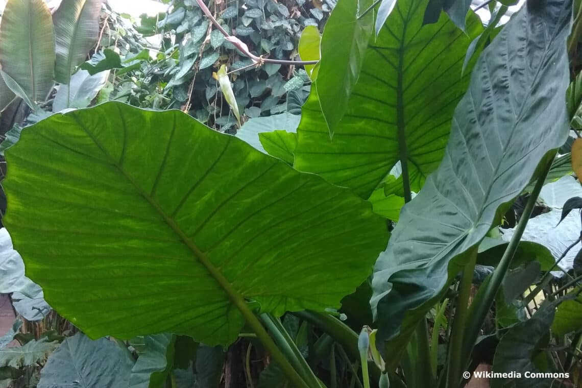 Pfeilblatt (Alocasia calidora)