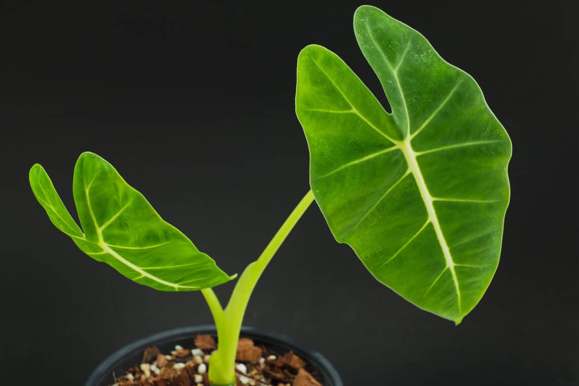 Pfeilblatt (Alocasia Frydek)