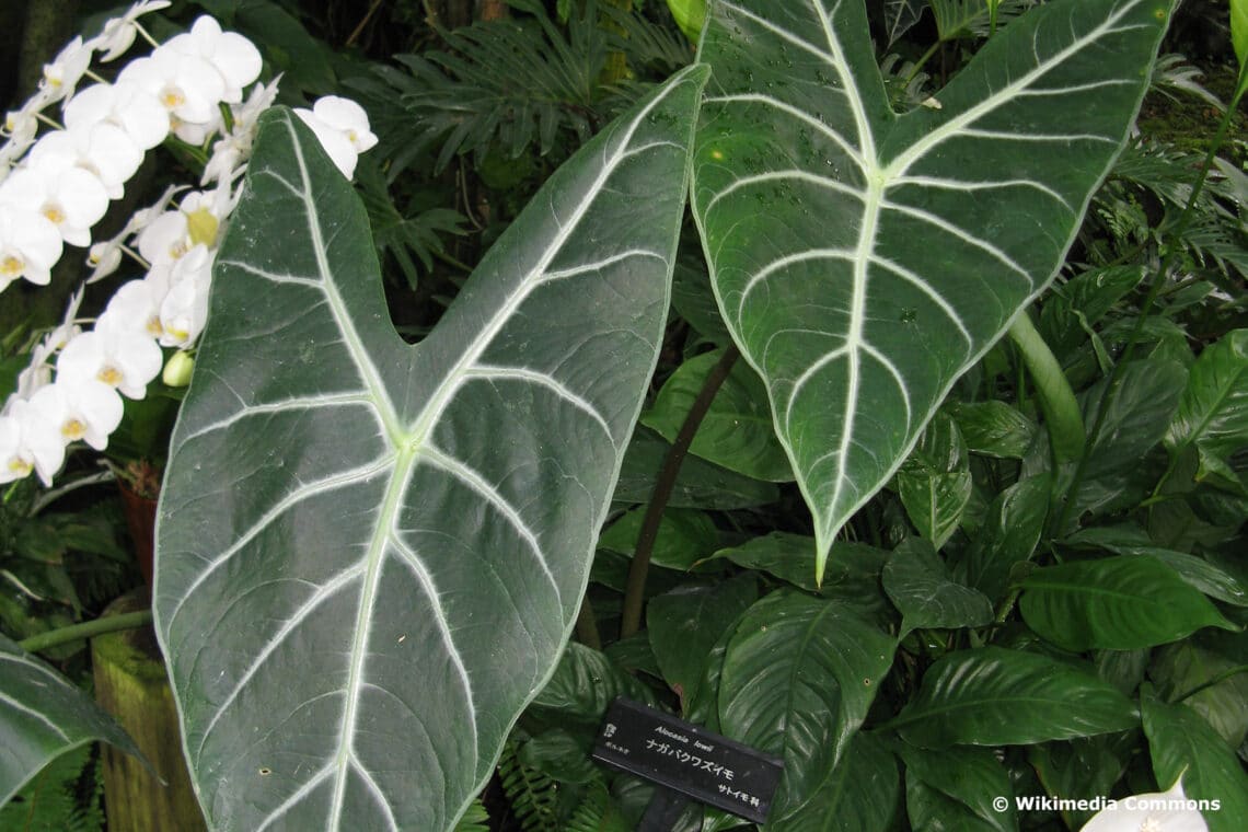 Pfeilblatt (Alocasia lowii)