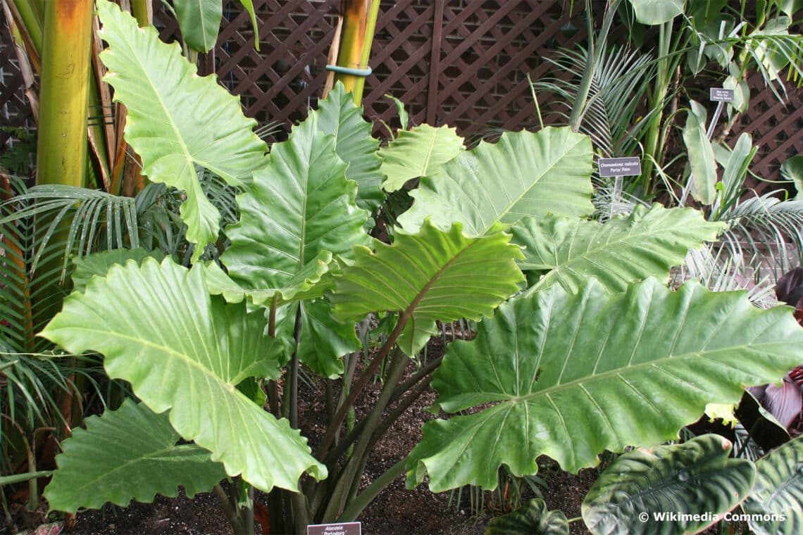 Pfeilblatt (Alocasia portodora)