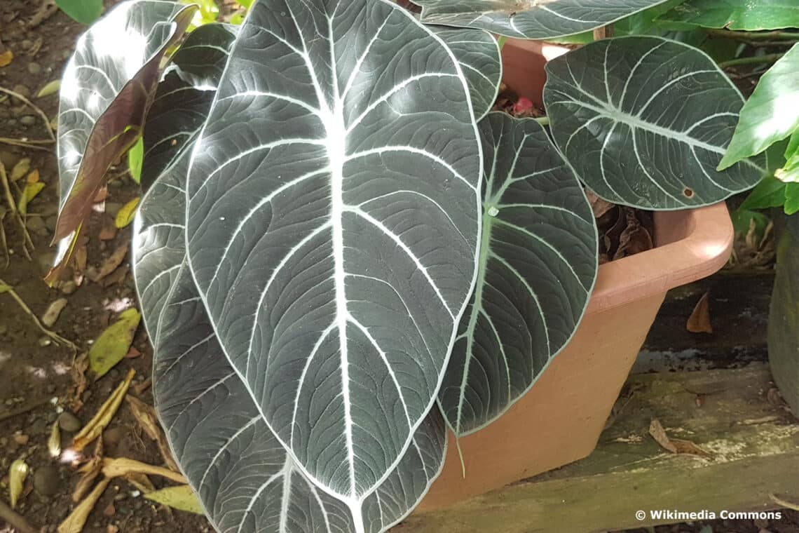 Pfeilblatt (Alocasia Reginula)