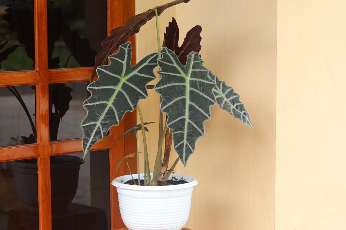 Pfeilblatt (Alocasia Sanderiana)