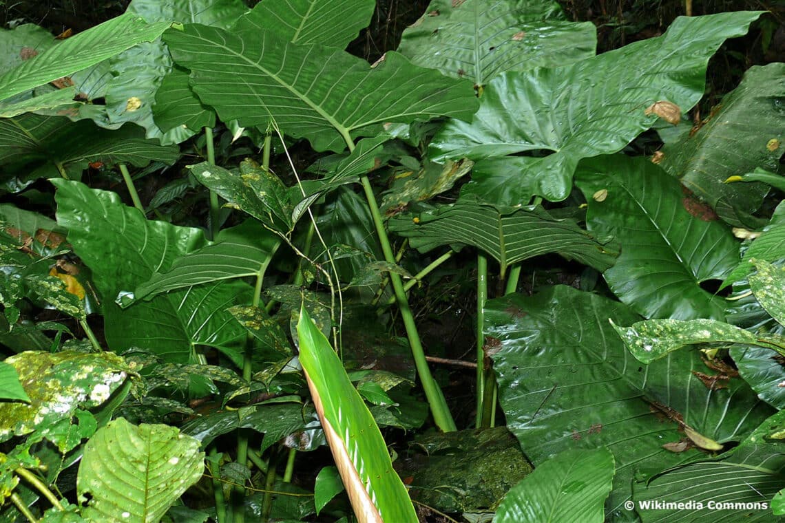 Pfeilblatt (Alocasia sarawakensis)