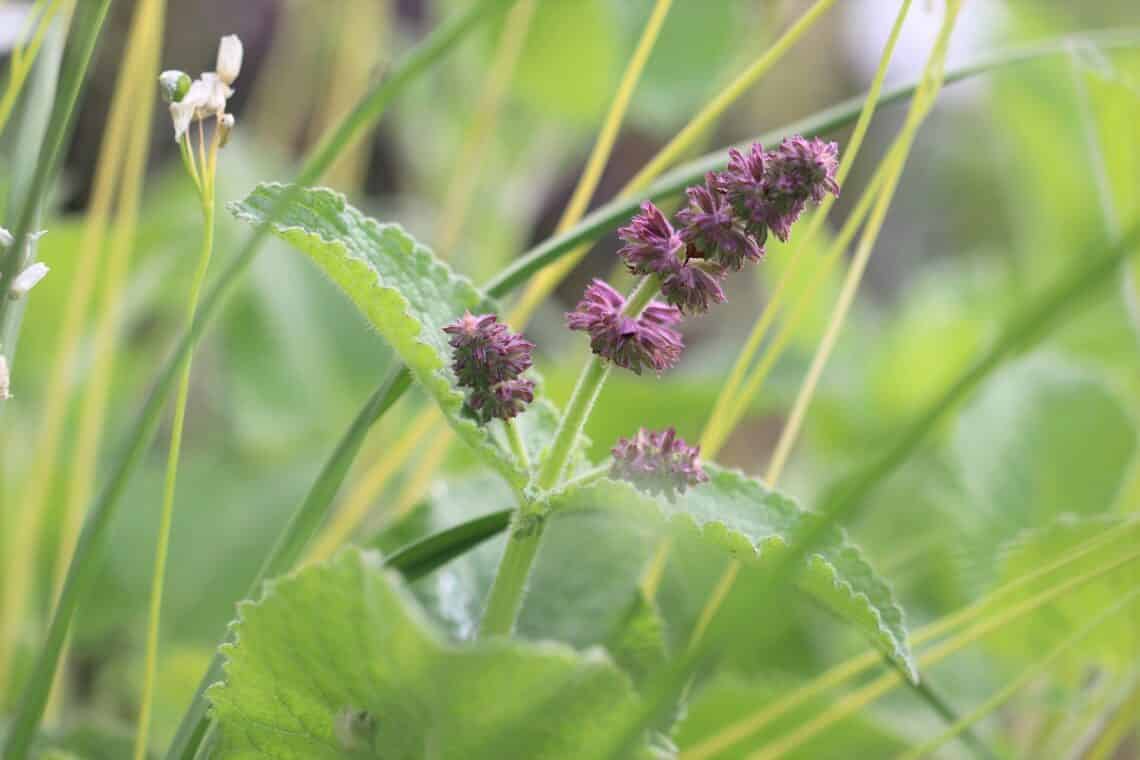 Quirlblütiger Salbei (Salvia verticillata) 'Purple Rain'