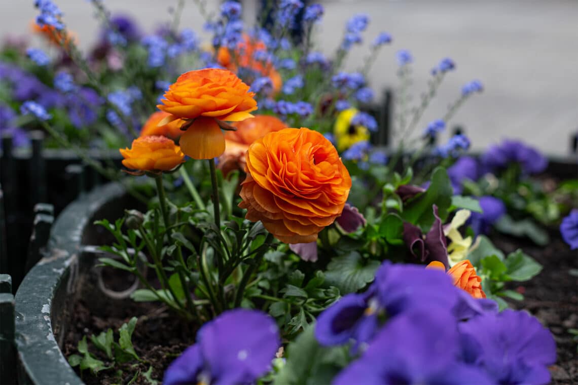 Ranunkel (Ranunculus asiaticus)