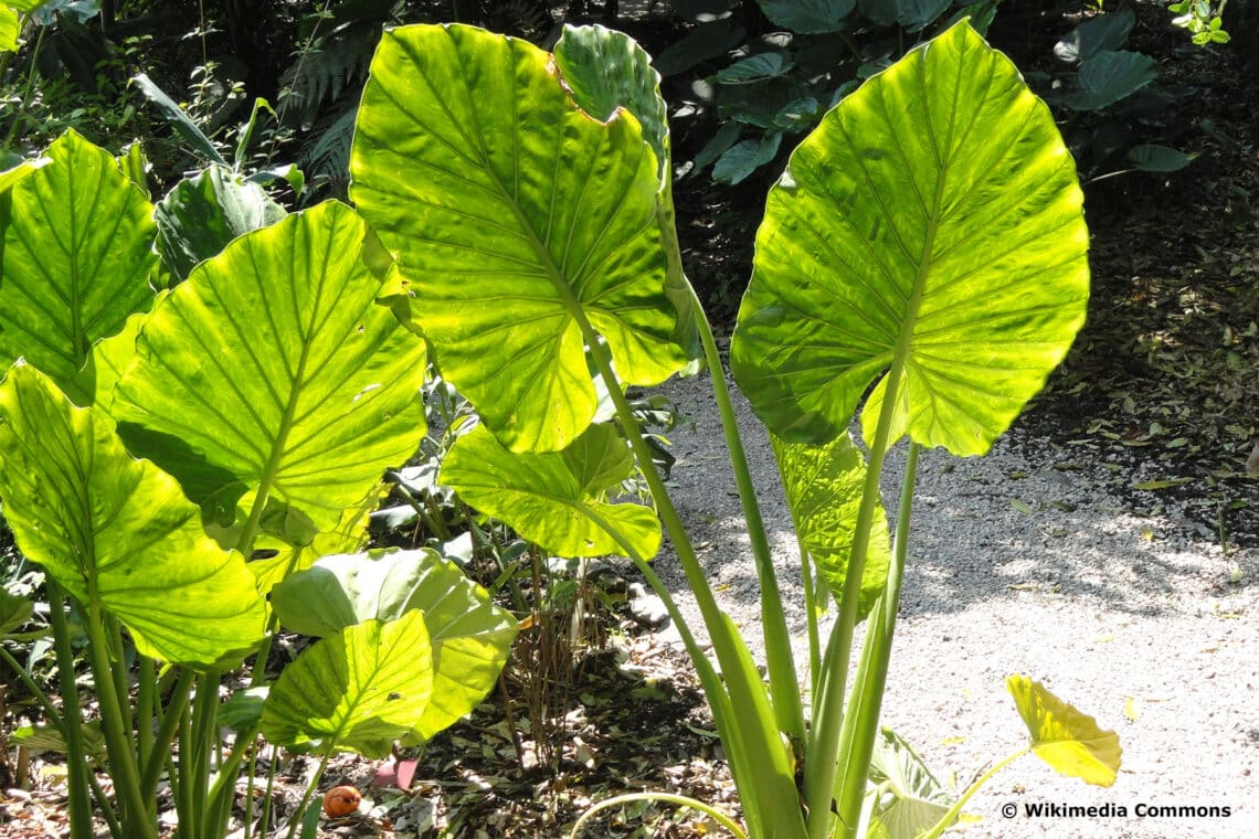 Riesenblättriges Pfeilblatt (arlocasia-macrorrhiza)