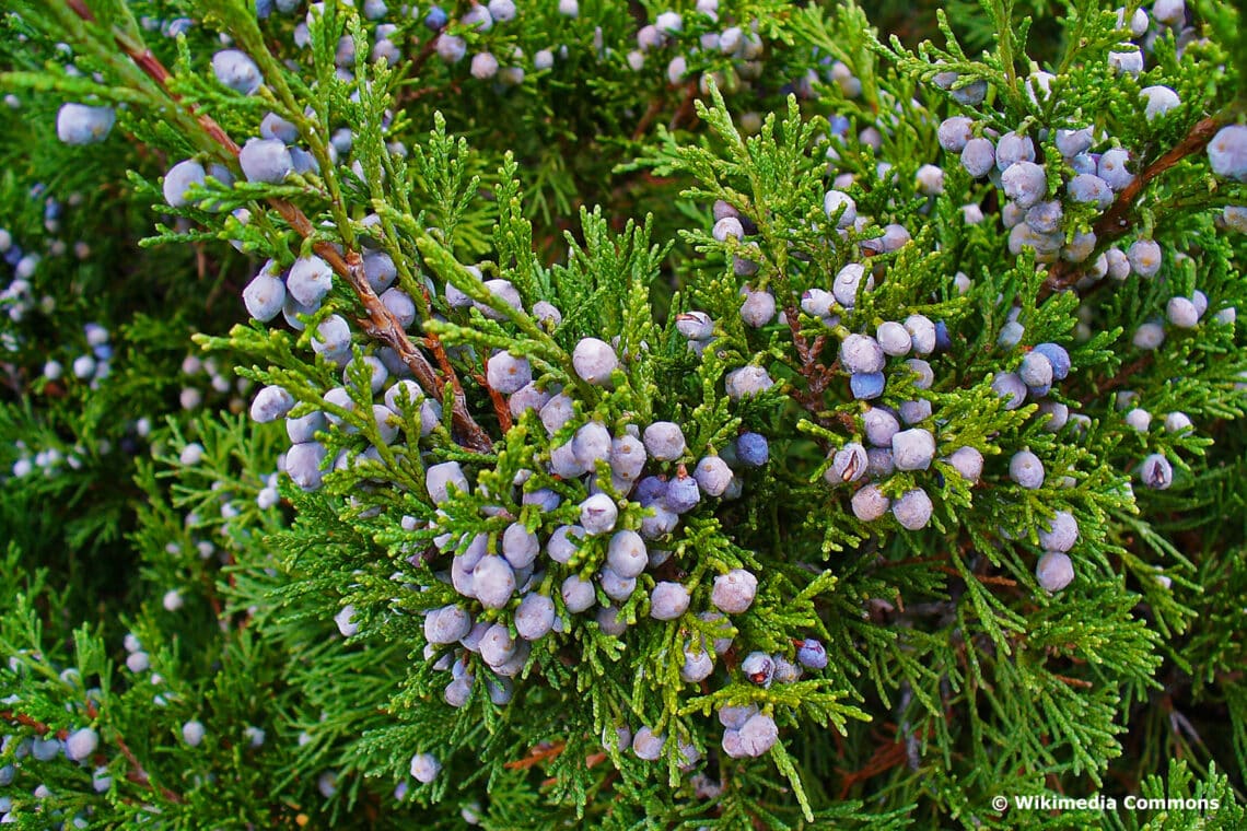 Sadebaum (Juniperus sabina)