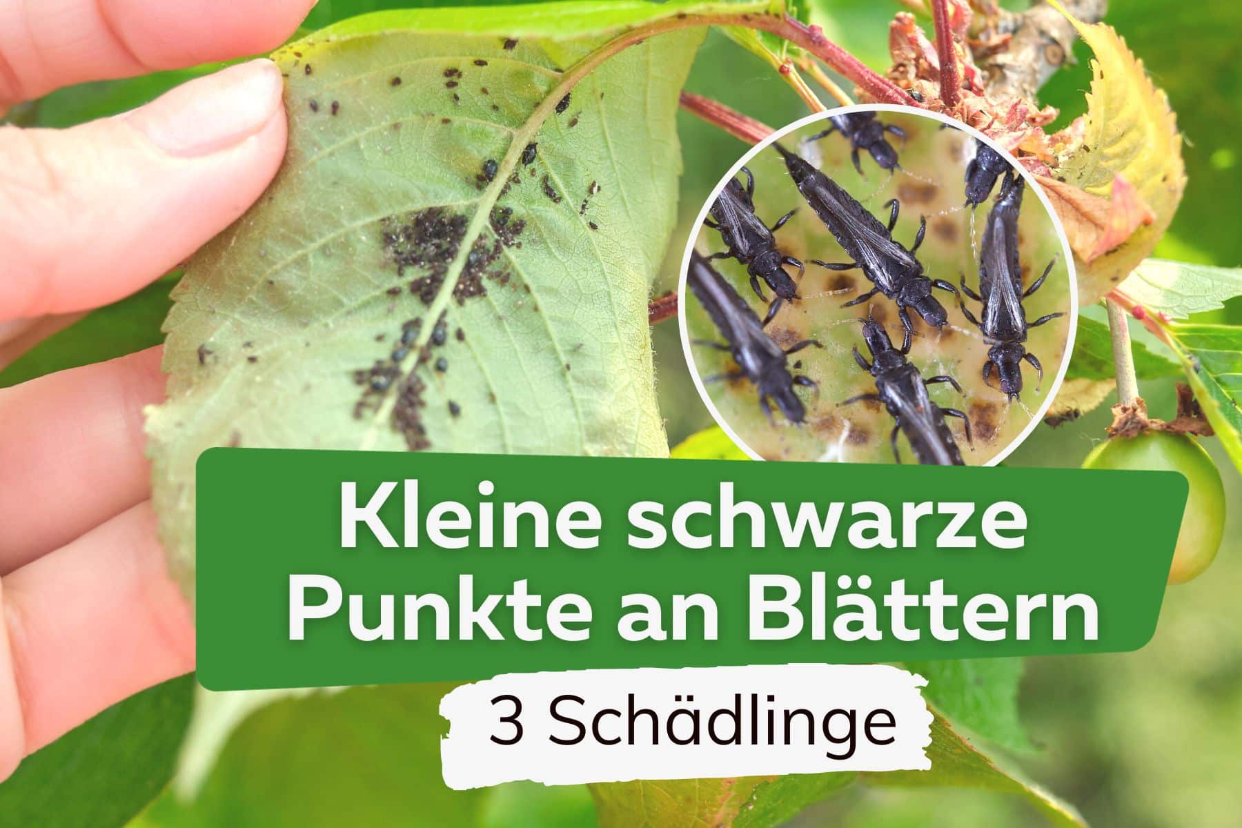 Kleine schwarze Punkte an Blättern