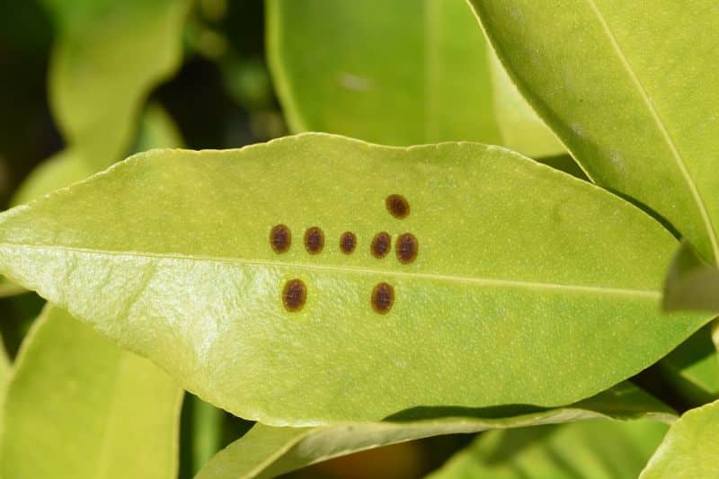 Schildläuse auf Blatt