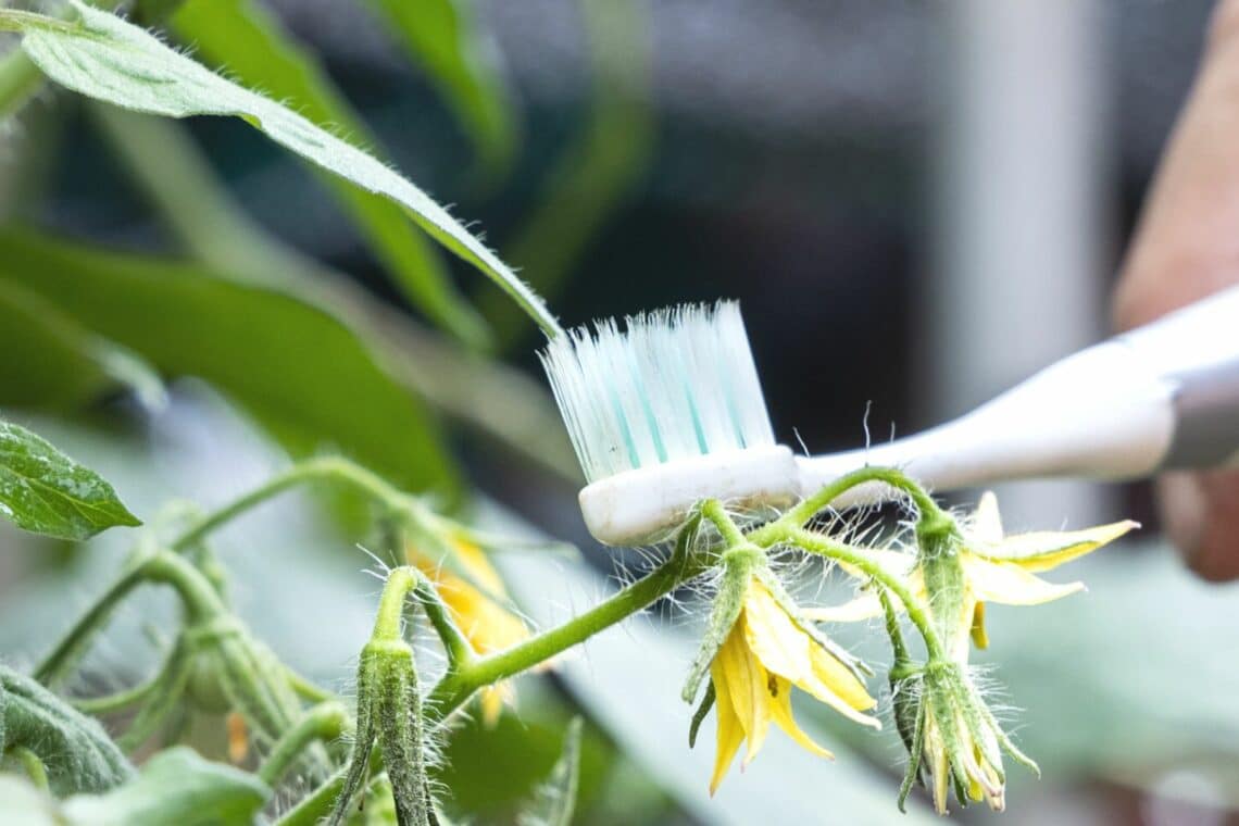 Schildläuse mit Zahnbürste entfernen