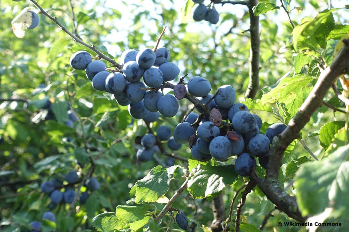 Schlehdorn (Prunus spinosa)